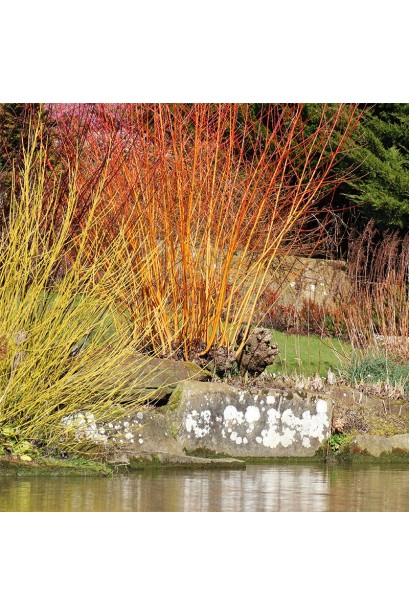 Дерен пурпурово- червоний Мідвінтер Фаєр в ландшафті